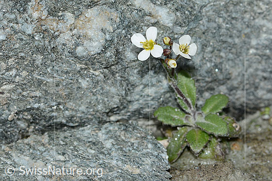 Foto: Alpen-Gänsekresse (Arabis alpina). Ganze Pflanze (Habitus).