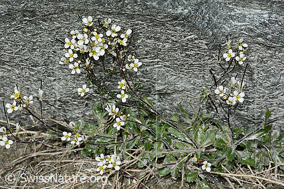 Foto: Alpen-Gänsekresse (Arabis alpina). Ganze Pflanze (Habitus).