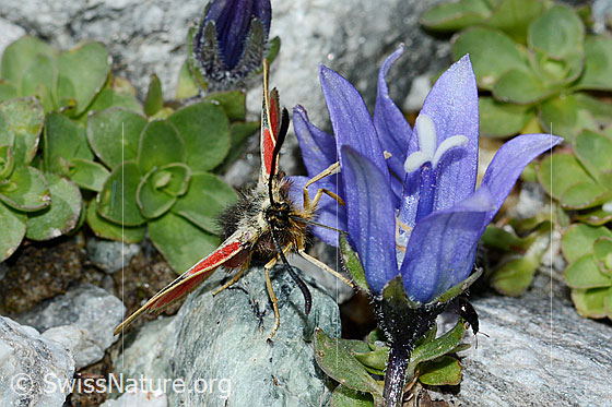 Photo: Zygaena exulans on Campanula cenisia. View from the front.