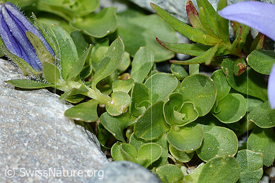 Foto: Mont Cenis-Glockenblume (Campanula cenisia). Blätter.