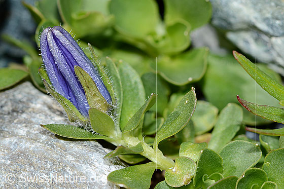 Foto: Mont Cenis-Glockenblume (Campanula cenisia). Blätter und noch geschlossene Blüte.