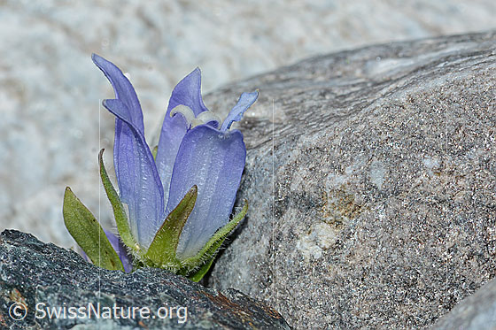 Foto: Mont Cenis-Glockenblume (Campanula cenisia). Blüte und Kelchblätter.