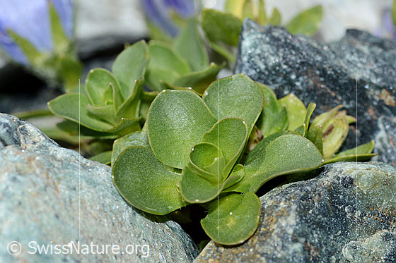 Photo: Campanula cenisia. Leaves.
