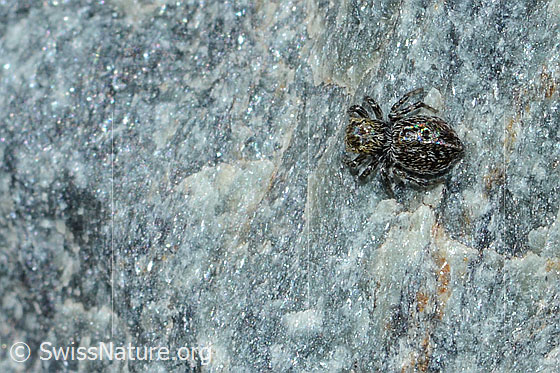 Foto: Wahrscheinlich Attulus longipes (Springspinne). Weibchen. Länge: 5mm.