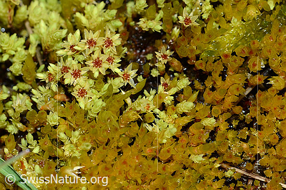 Foto: Sumpf-Streifensternmoos (Aulacomnium palustre). Moosblüte.