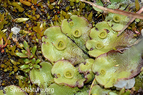 Foto: Wahrscheinlich Berg-Brunnenlebermoos (Marchantia polymorpha subsp. montivagans).