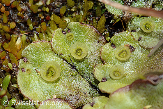 Foto: Wahrscheinlich Berg-Brunnenlebermoos (Marchantia polymorpha subsp. montivagans).