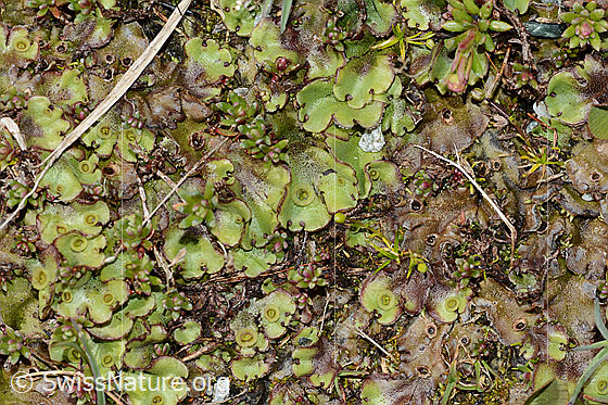 Foto: Wahrscheinlich Berg-Brunnenlebermoos (Marchantia polymorpha subsp. montivagans).