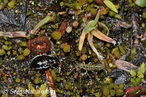 Foto: Wahrscheinlich Micracanthia fennica (Uferwanze). Länge 2.5mm. Larve. Eiszeitrelikt. Ansicht von schräg oben.