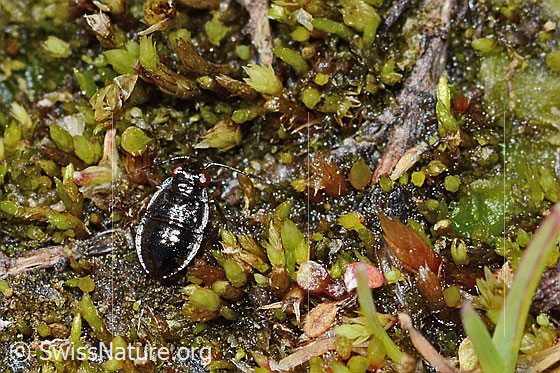 Micracanthia fennica (Uferwanze)