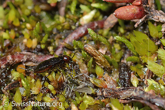 Foto: Wahrscheinlich Micracanthia fennica (Uferwanze). Länge 2.5mm. Larve. Eiszeitrelikt. Ansicht von der Seite.