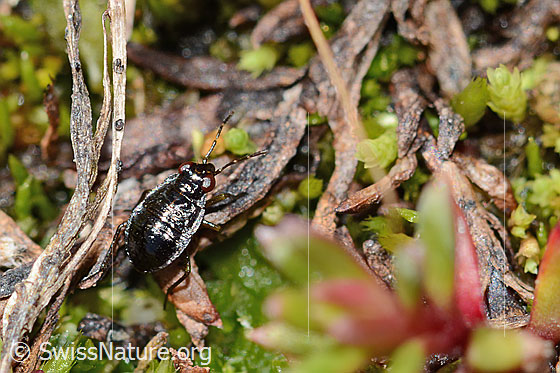 Foto: Wahrscheinlich Micracanthia fennica (Uferwanze). Länge 2.5mm. Larve. Eiszeitrelikt. Ansicht von schräg oben.