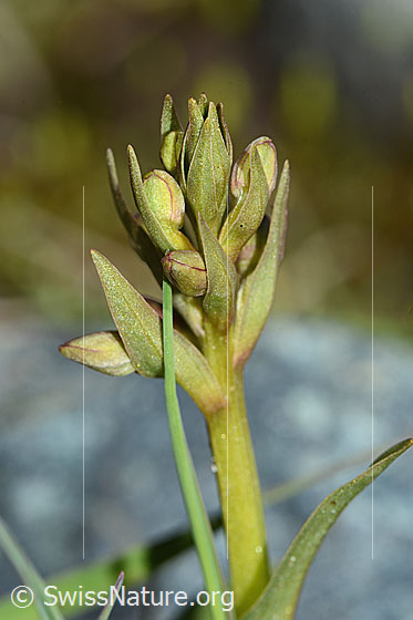 Foto: Grüne Hohlzunge (Coeloglossum viride). Stängel und Blütenstand noch geschlossenen Blüten.