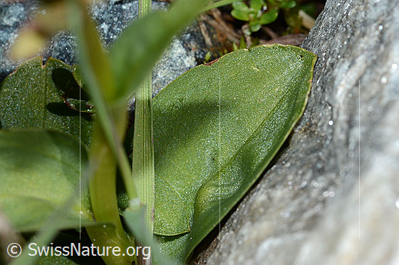 Photo: Coeloglossum viride. Stem and leaf.