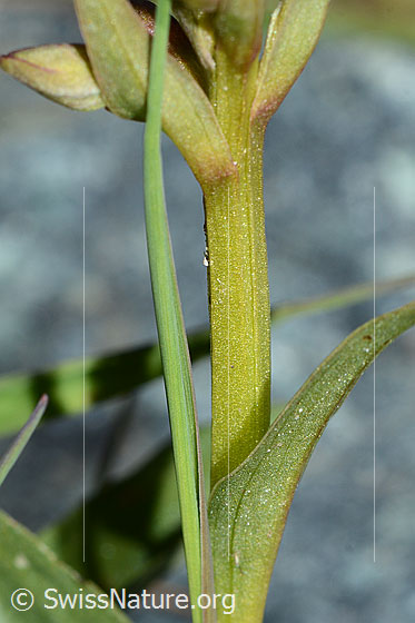 Photo: Coeloglossum viride. Stem.