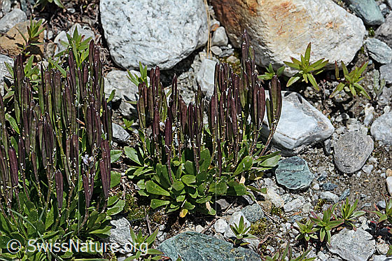 Foto: Bläuliche Gänsekresse (Arabis caerulea). Ganze Pflanze (Habitus) mit Früchten.
