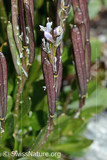 Foto: Bläuliche Gänsekresse (Arabis caerulea). Blüte und Früchte.