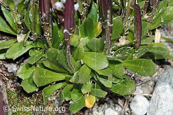 Foto: Bläuliche Gänsekresse (Arabis caerulea). Blätter und Stängel.