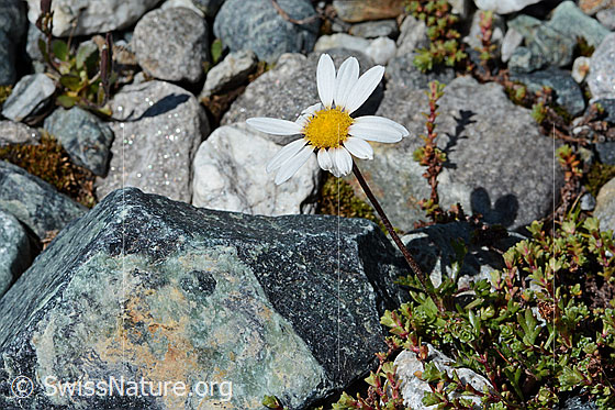 Foto: Gewöhnliche Alpenmargerite (Leucanthemopsis alpina). Ganze Pflanze (Habitus).