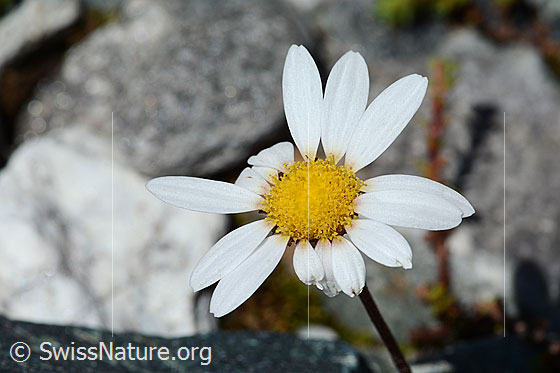 Photo: Leucanthemopsis alpina. Blossom.