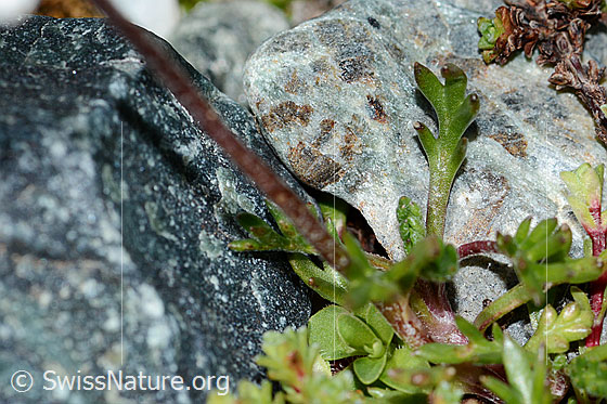 Foto: Gewöhnliche Alpenmargerite (Leucanthemopsis alpina). Stängel und Blätter.