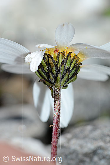 Photo: Leucanthemopsis alpina. Stem, calyx and blossom.