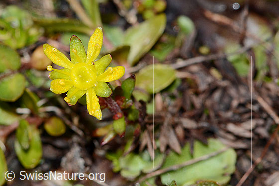 Photo: Saxifraga aizoides. Blossom.