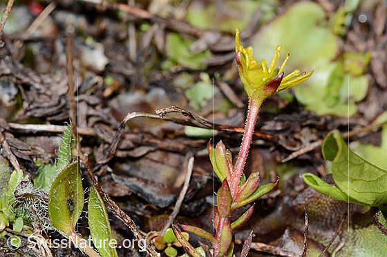 Photo: Saxifraga aizoides. Stem and blossom.