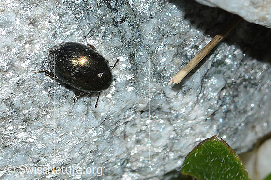Foto: Wahrscheinlich Halbstreifiger Pillenkäfer (Simplocaria semistriata). Länge 2.5 - 3mm. Ansicht von oben.
