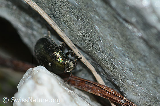Foto: Wahrscheinlich Halbstreifiger Pillenkäfer (Simplocaria semistriata). Länge 2.5 - 3mm. Ansicht von schräg vorne.