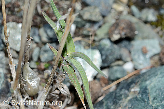 Zweizeiliger Goldhafer (Trisetum distichophyllum)