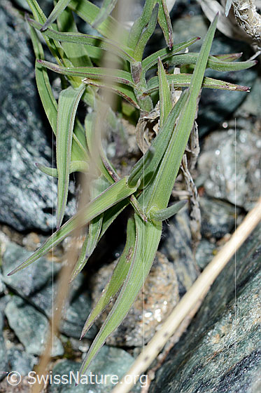 Foto: Wahrscheinlich Zweizeiliger Goldhafer (Trisetum distichophyllum). Wird auch Zweizeiliger Grannenhafer genannt. Stängel und Blätter.