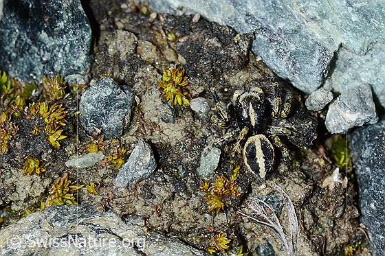Foto: Wahrscheinlich Attulus longipes (Springspinne). Männchen. Ansicht von oben.