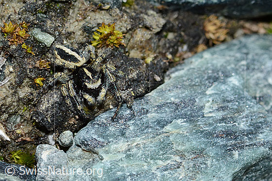 Foto: Wahrscheinlich Attulus longipes (Springspinne). Männchen. Ansicht von vorne oben.
