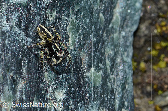 Foto: Wahrscheinlich Attulus longipes (Springspinne) auf Fels (Serpentin). Männchen. Ansicht von seitlich oben.