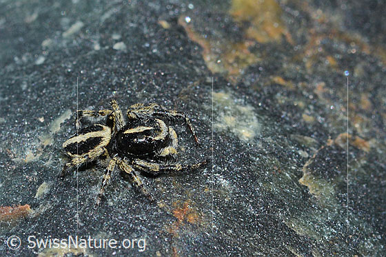 Foto: Wahrscheinlich Attulus longipes (Springspinne) auf Fels (Serpentin). Männchen. Ansicht von der Seite.
