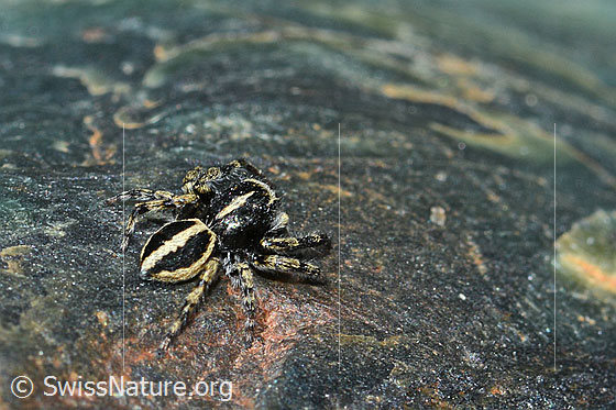 Foto: Wahrscheinlich Attulus longipes (Springspinne) auf Fels (Serpentin). Männchen. Ansicht von schräg hinten.
