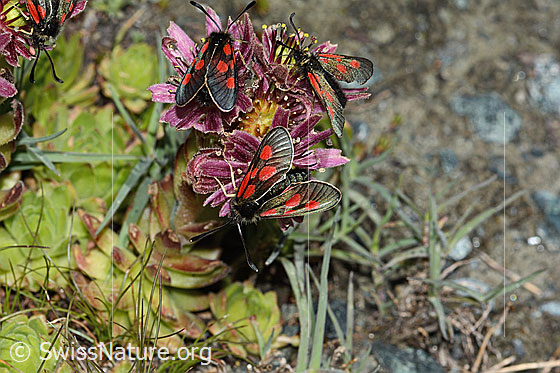 Photo: Zygaena exulans on Sempervivum montanum.