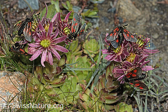Photo: Zygaena exulans on Sempervivum montanum.