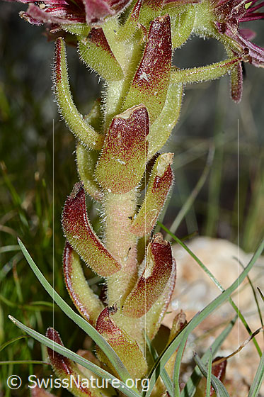 Foto: Berg-Hauswurz (Sempervivum montanum). Stängel und Stängelblätter.