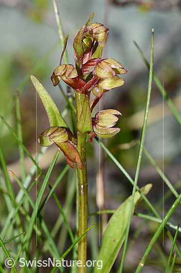 Photo: Coeloglossum viride. Blossoms and stem.