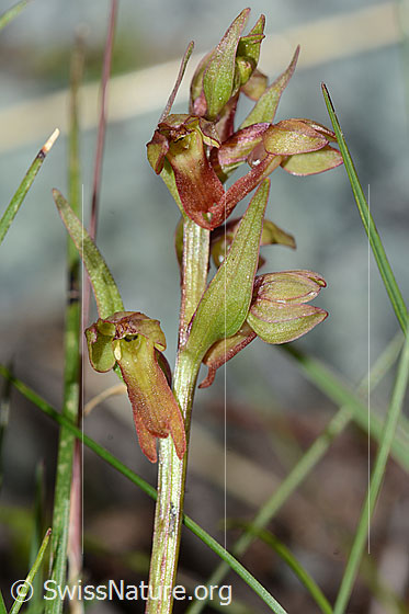 Foto: Grüne Hohlzunge (Coeloglossum viride). Stängel und Blüte.