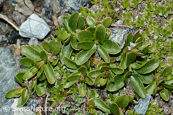 Foto: Felsen-Ehrenpreis (Veronica fruticans). Blätter.