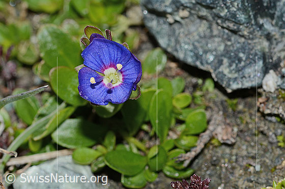 Foto: Felsen-Ehrenpreis (Veronica fruticans). Blüte. Ansicht von oben.