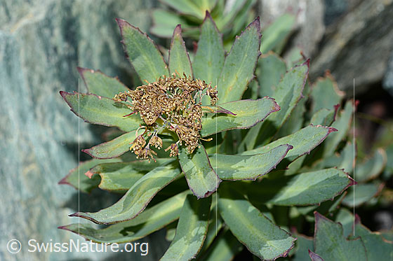 Rosenwurz (Rhodiola rosea)