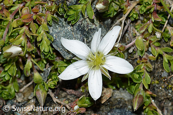 Foto: Bewimpertes Sandkraut (Arenaria ciliata). Blüte. Ansicht von oben.