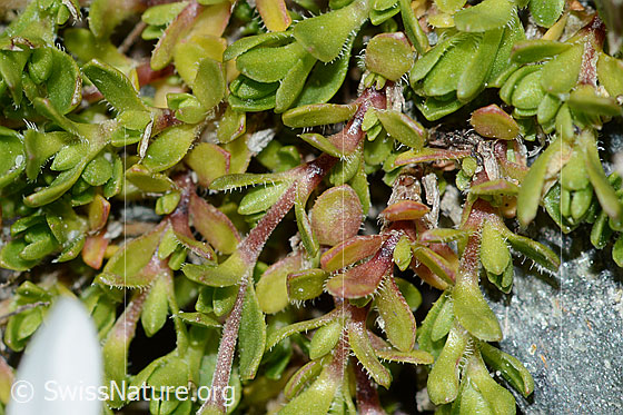 Photo: Arenaria ciliata. Stem and leaves.