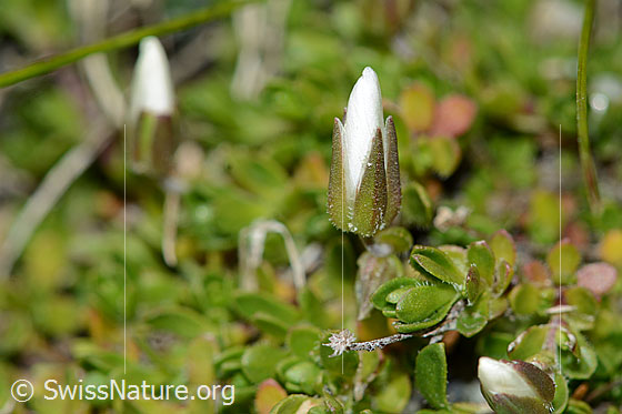 Photo: Arenaria ciliata. Closed blossom. View from the side.