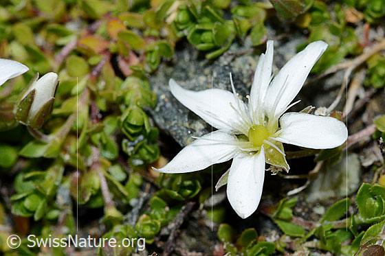 Foto: Bewimpertes Sandkraut (Arenaria ciliata). Geöffnete Blüte. Ansicht von seitlich oben.