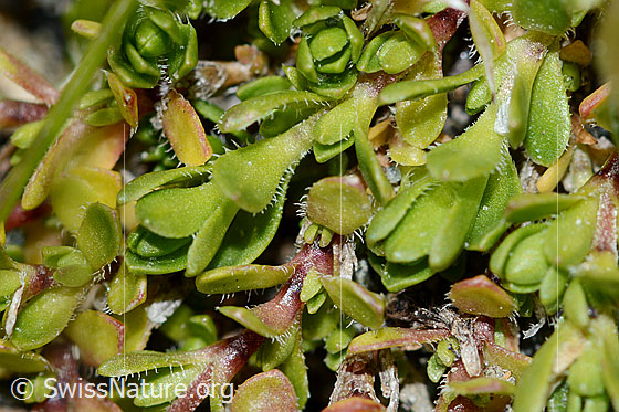 Foto: Bewimpertes Sandkraut (Arenaria ciliata). Blätter.